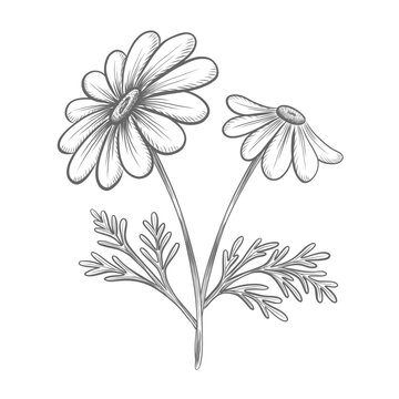 Chamomile flower with leaves vector graphic illustration for floral design. Medicinal herbs for apothecary packaging. Hand drawn engraving isolated sketch of dasy wildflower for card, sticker, textile