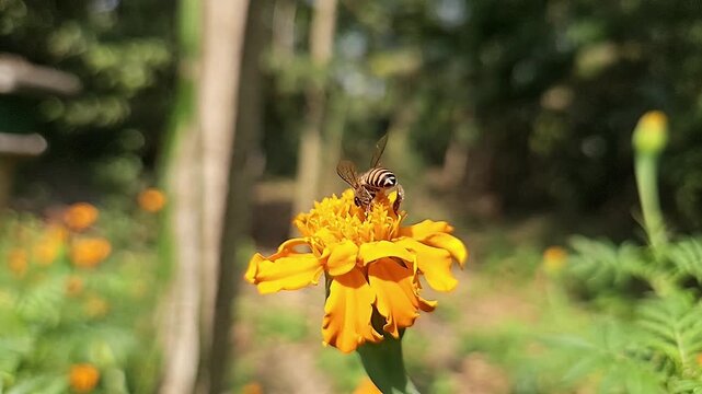 Indian Honey Bee Hovering Above Yellow Marigold Flower During Pollination &ndash; Macro Wildlife Footage