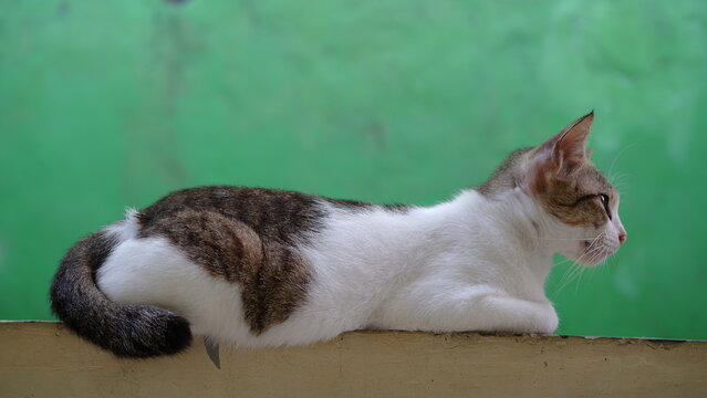 cute domestic cat head and face with bright eyes