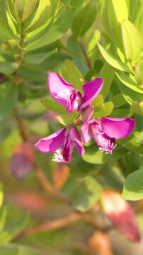 Close Up of Pink Polygala Myrtifolia Flowers in Sunny Garden