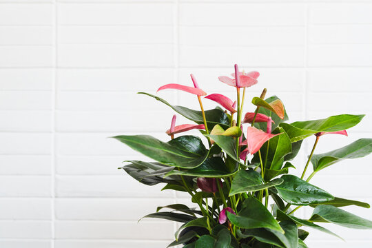 Vibrant pink anthurium plant sitting against white brick wall background.