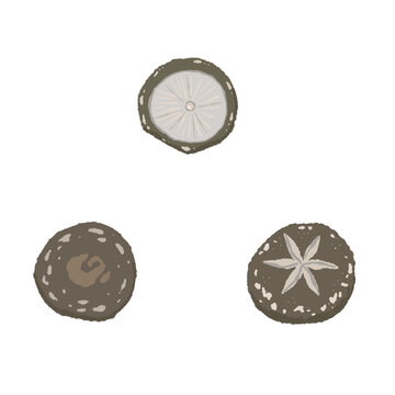 Shiitake Mushrooms Top View Set