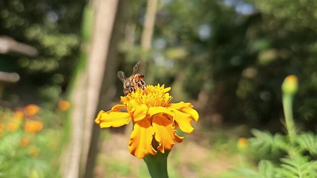Indian Honey Bee Hovering Above Yellow Marigold Flower During Pollination &ndash; Macro Wildlife Footage