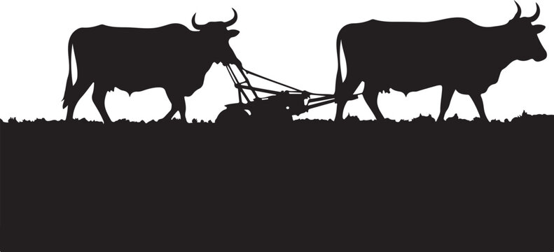 Silhouette of two oxen plowing a field cows bulls black