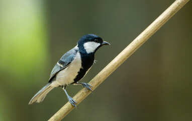 Obraz premium Cinereous Tit (Parus cinereus) perched on a bamboo twig.