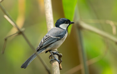 Obraz premium Cinereous Tit (Parus cinereus) perched on a bamboo twig.
