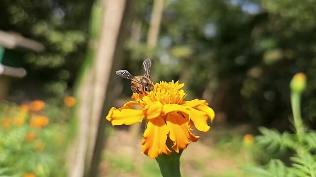Indian Honey Bee Apis cerana indica Hovering and Collecting Nectar from Yellow Marigold Flower, Pollination Process, Macro Wildlife Close Up, Garden Pollinator, Slow Motion Cinematic Nature