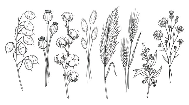 Vintage botanical line art collection, hand drawn dried flowers and wild grasses vector set, rustic floral sketches for wedding invitations