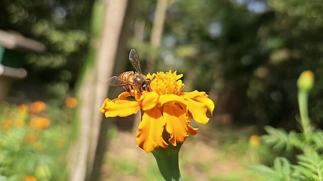 Indian Honey Bee Apis cerana indica Hovering and Collecting Nectar from Yellow Marigold Flower, Pollination Process, Macro Wildlife Close Up, Garden Pollinator, Slow Motion Cinematic Nature