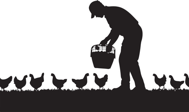 Silhouette of a man collecting eggs from chickens in a farm