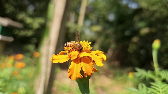 Indian Honey Bee Hovering Above Yellow Marigold Flower During Pollination &ndash; Macro Wildlife Footage