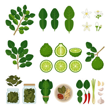 kaffir limes leaves fruits branches illustration or 'jeruk purut'