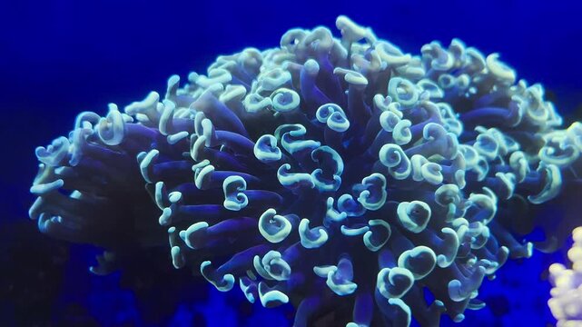 Vibrant corals glow under colorful aquarium lighting. Soft textures and vivid hues fill the underwater scene.