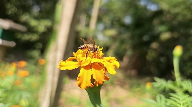 Authentic macro footage of an Indian Honey Bee hovering and collecting nectar from a vibrant yellow marigold flower in blooming garden. Natural pollination behavior, hovering flight, wing movement