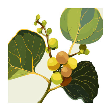 Loquat branch with fruits and leaves vector illustration