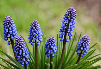 Fototapeta premium Close-up of muscari flowers in natural park setting