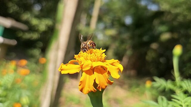 Indian Honey Bee Hovering Above Yellow Marigold Flower During Pollination &ndash; Macro Wildlife Footage
