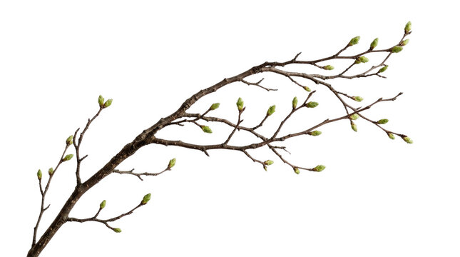 Thin tree branch with small light green buds and leaves isolated on a transparent background, leaf spring
