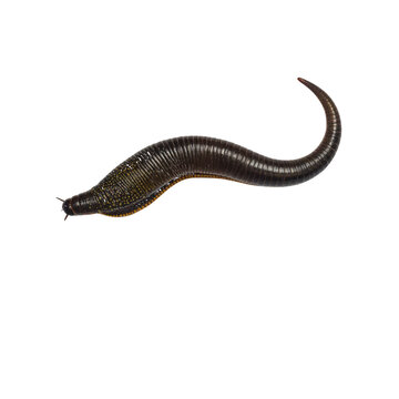 Single Leech With Segmented Body worm parasite isolated on a transparent background