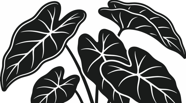 Black silhouette of giant taro Alocasia macrorrhizos leaves with white vein patterns on white background. Minimalist tropical plant botanical illustration for graphic design.