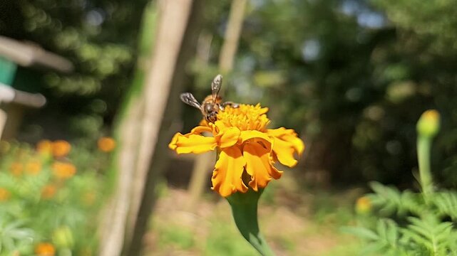 Authentic macro footage of an Indian Honey Bee hovering and collecting nectar from a vibrant yellow marigold flower in blooming garden. Natural pollination behavior, hovering flight, wing movement