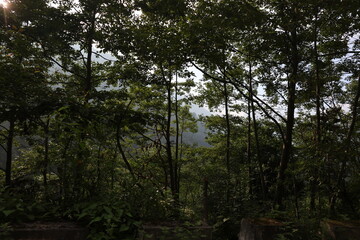 Fototapeta premium Trees are the lifeline of the sustainable economic growth in Bhutan. Photo: June 8, 2026