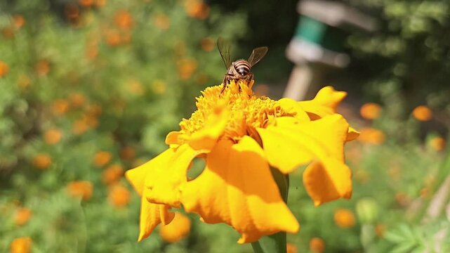 Indian Honey Bee Apis cerana indica Hovering and Collecting Nectar from Yellow Marigold Flower, Pollination Process, Macro Wildlife Close Up, Garden Pollinator, Slow Motion Cinematic Nature