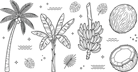 Fototapeta premium Tropical palm tree icon set with banana plants whole coconuts monstera leaves exotic fruits and linear outline elements