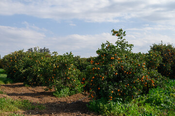 Fototapeta premium Bright orange trees laden with fruit under a beautiful sky orchard landscape