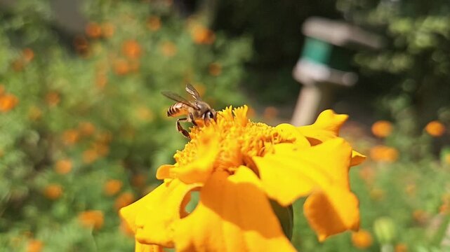 Indian Honey Bee Hovering Above Yellow Marigold Flower During Pollination &ndash; Macro Wildlife Footage