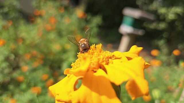 Authentic macro footage of an Indian Honey Bee hovering and collecting nectar from a vibrant yellow marigold flower in blooming garden. Natural pollination behavior, hovering flight, wing movement
