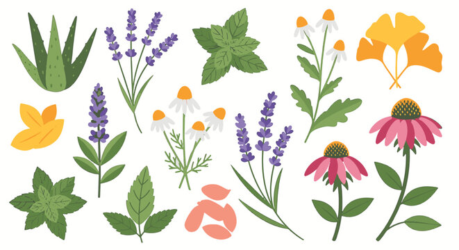 Vector set of medicinal plants and aromatic herbs featuring lavender, aloe vera, mint leaves, chamomile, echinacea flowers, and ginkgo biloba isolated on a white background.