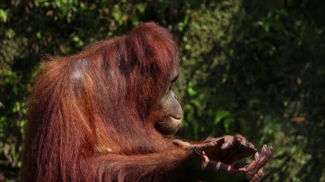 An orangutan cleans his teeth of food debris, looks into the distance, then claps his hands slowly while continuing to look in several directions.
