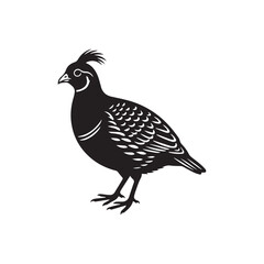 Fototapeta premium vector illustration of a quail