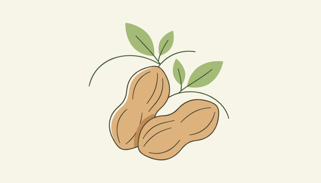 Two ripe peanuts in shells on a branch with fresh green leaves vector illustration on beige background.