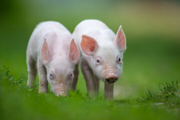 Two adorable pink piglets exploring a lush green grassy field © byrdyak