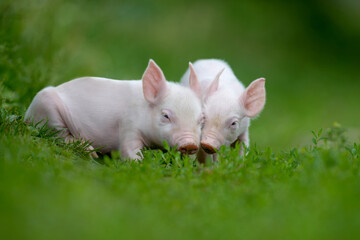 Two adorable pink piglets exploring a lush green grassy field © byrdyak