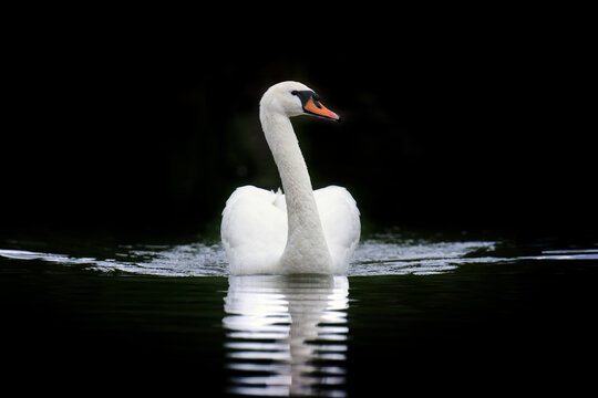 White swan resting on dark water background. Elegant bird portrait, calm and peaceful nature concept