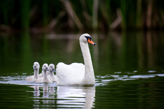 A graceful white swan leads a line of fluffy grey cygnets across calm water