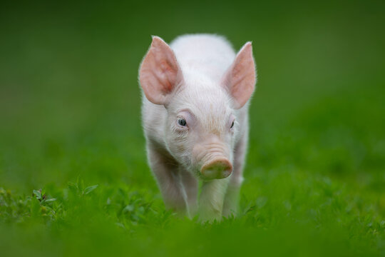 Adorable pink pig exploring a lush green grassy field