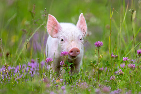 A young, pink piglet stands curiously amidst a field of lush green grass and delicate purple clover flowers