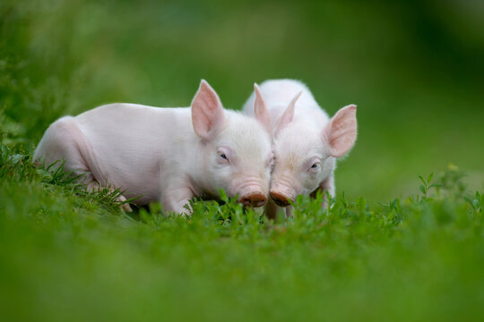 Two adorable pink piglets exploring a lush green grassy field