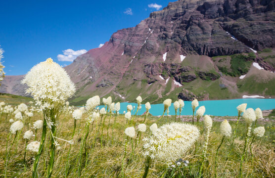 Mountains meadow