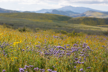 Obraz premium Mountains meadow