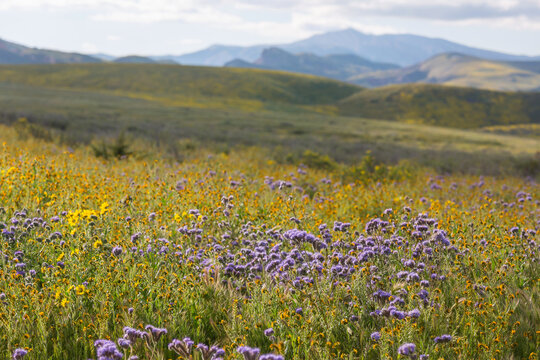 Mountains meadow