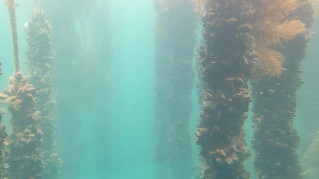 Detailed underwater view of sustainable seafood production, showing ropes filled with growing mussels as wild fish glide closely through the crystal-clear ocean water.
