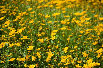 Obraz premium Beautiful field of vibrant yellow cosmos flowers blooming in the green garden on a sunny day