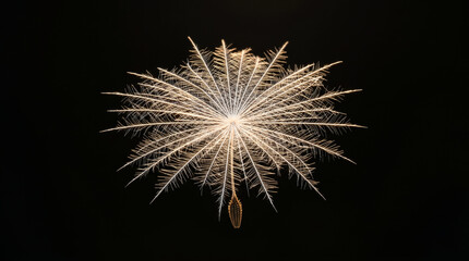 Fototapeta premium Extreme Macro of Delicate Floating White Dandelion Seed Parachute on Dark Background 