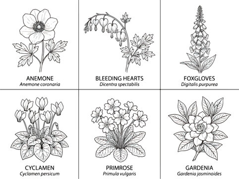 Vintage botanical sketches of various flowers with scientific names