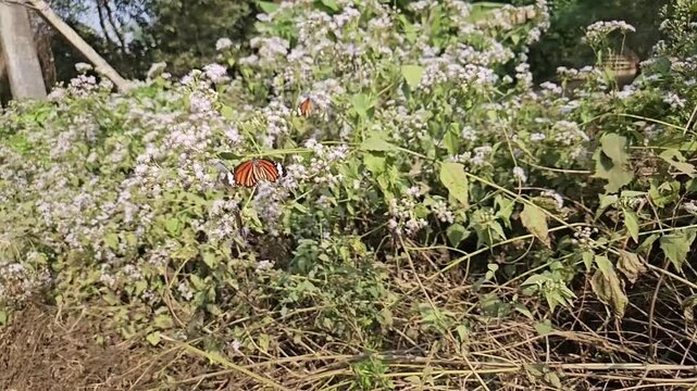 Plain Tiger Butterfly Collecting Nectar from White Wildflowers in Natural Habitat, Butterfly Pollination, Macro Wildlife Close Up, Tropical Garden, Slow Motion Cinematic Nature Footage